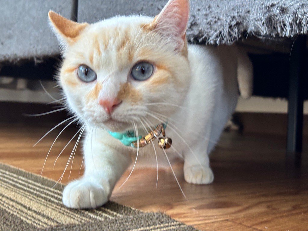 ねこのて行政書士事務所の猫、ゆき